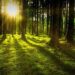 Dove si trova la Foresta più antica del Mondo