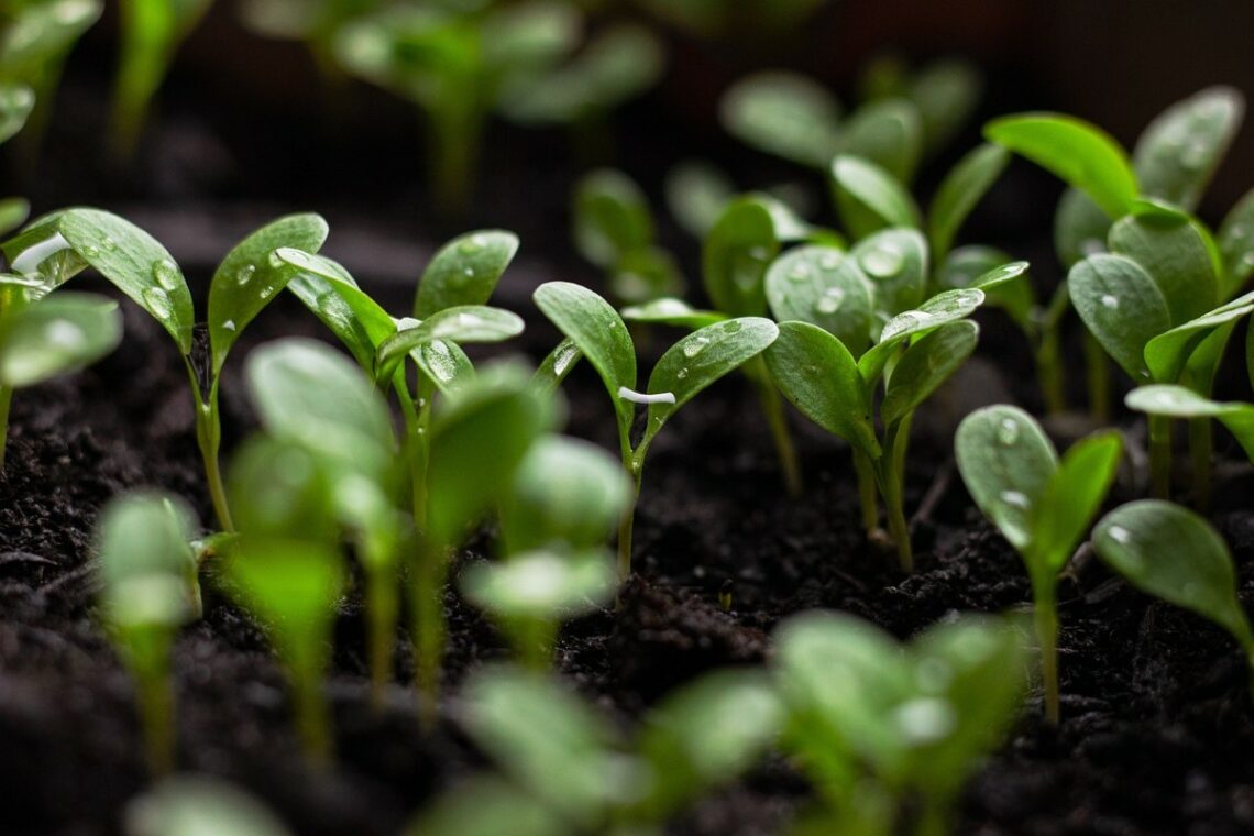 Benefici e utilizzi del compost