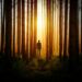 Walden ovvero Vita nei boschi di Henry David Thoreau: recensione