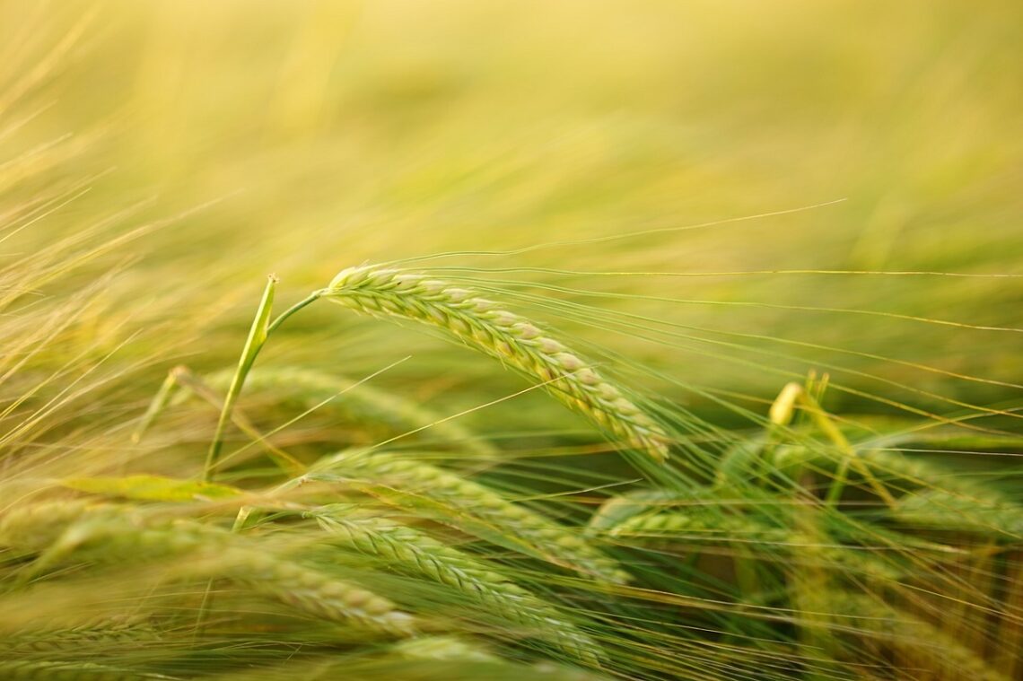 Vantaggi dell'Agricoltura connessa, una pratica sostenibile