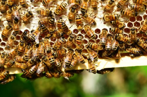 Benefici dell'apicoltura urbana