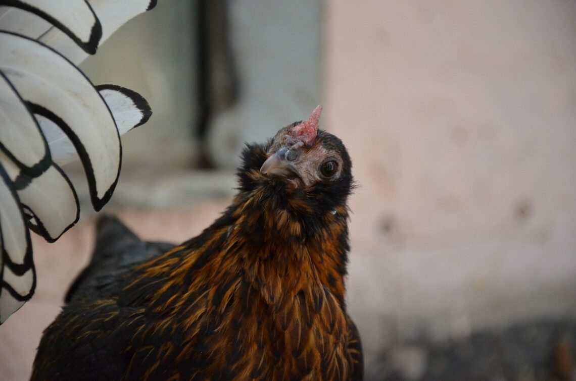 Uno studio ha rivelato che anche i polli arrossiscono