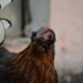Uno studio ha rivelato che anche i polli arrossiscono