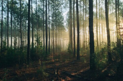 Giornata Internazionale delle Foreste 2025