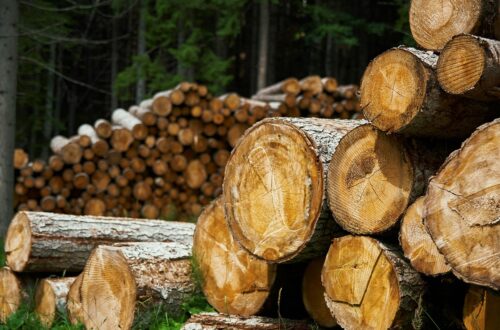 Giornata Mondiale del Legno 2025