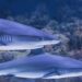 Grandi predatori marini: in che modo gli squali mantengono l'ecosistema in equilibrio