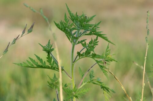 Allergia all’ambrosia: cause, sintomi e soluzioni