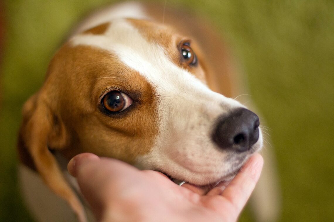 A Pavia raccolta firme contro lo sfruttamento degli animali nell’accattonaggio