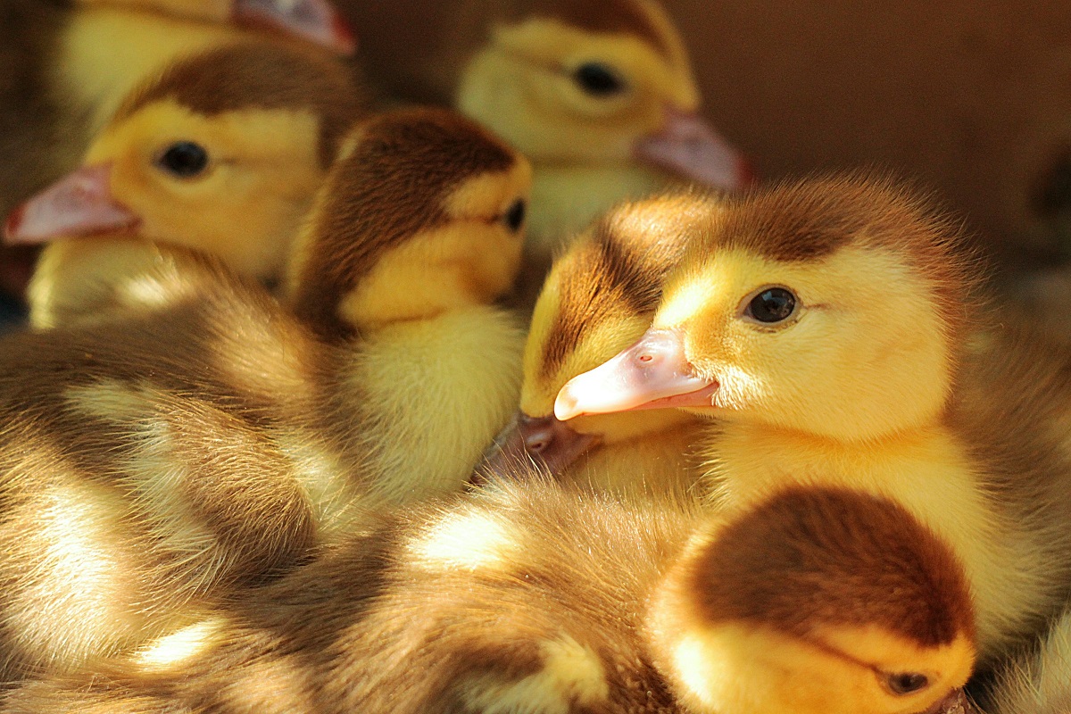 L'etica del Veganesimo: perché scegliere il cruelty-free