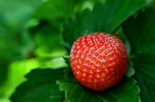 Significato psicologico delle fragole