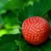 Significato psicologico delle fragole