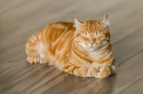 Cosa fare se il gatto non mangia?