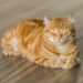 Cosa fare se il gatto non mangia?