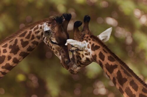 Vivere nella savana africana: in che modo le giraffe si adattano a un ambiente complesso