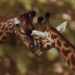 Vivere nella savana africana: in che modo le giraffe si adattano a un ambiente complesso