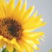 Che cosa significa essere una persona compassionevole