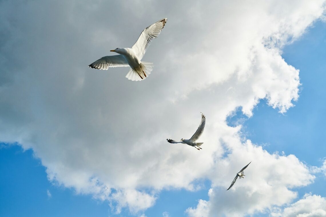 Quando il divieto è illogico: psicologia della disobbedienza consapevole