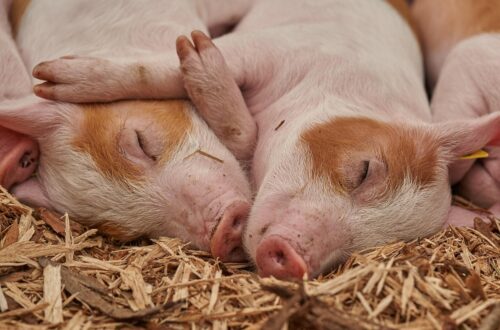 Come passare al veganesimo: guida pratica per principianti