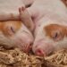 Come passare al veganesimo: guida pratica per principianti