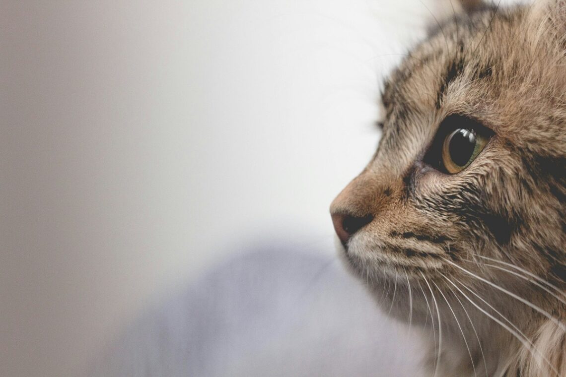 Tutto l’amore che resta: al Salone del Libro di Torino l’anteprima del libro per affrontare la perdita di un animale