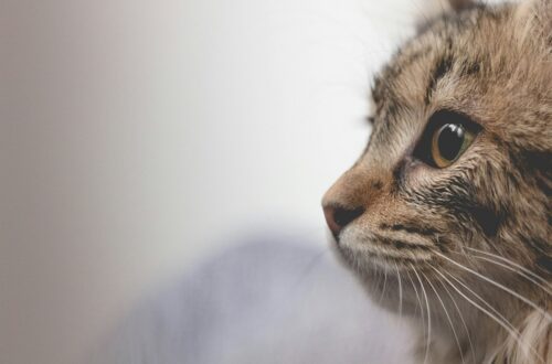 Tutto l’amore che resta: al Salone del Libro di Torino l’anteprima del libro per affrontare la perdita di un animale