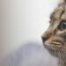 Tutto l’amore che resta: al Salone del Libro di Torino l’anteprima del libro per affrontare la perdita di un animale