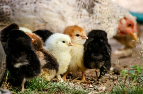 Impatto etico del Veganesimo: pulcini in un ambiente naturale, simbolo di innocenza e sensibilità animale