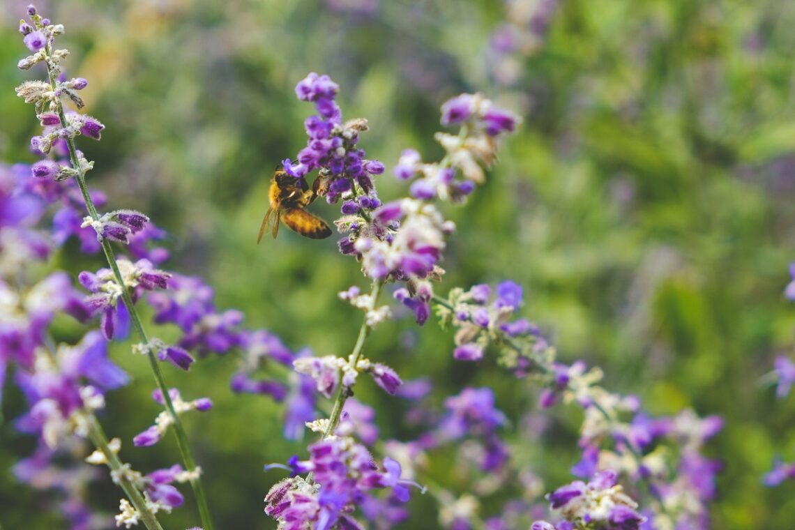 Giornata Mondiale della Biodiversità 2025: