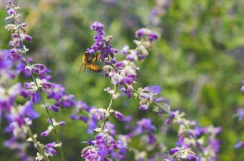 Giornata Mondiale della Biodiversità 2025: