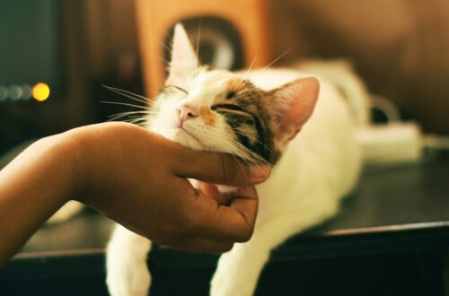 Cosa provano gli animali quando li accarezziamo?