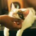 Cosa provano gli animali quando li accarezziamo?