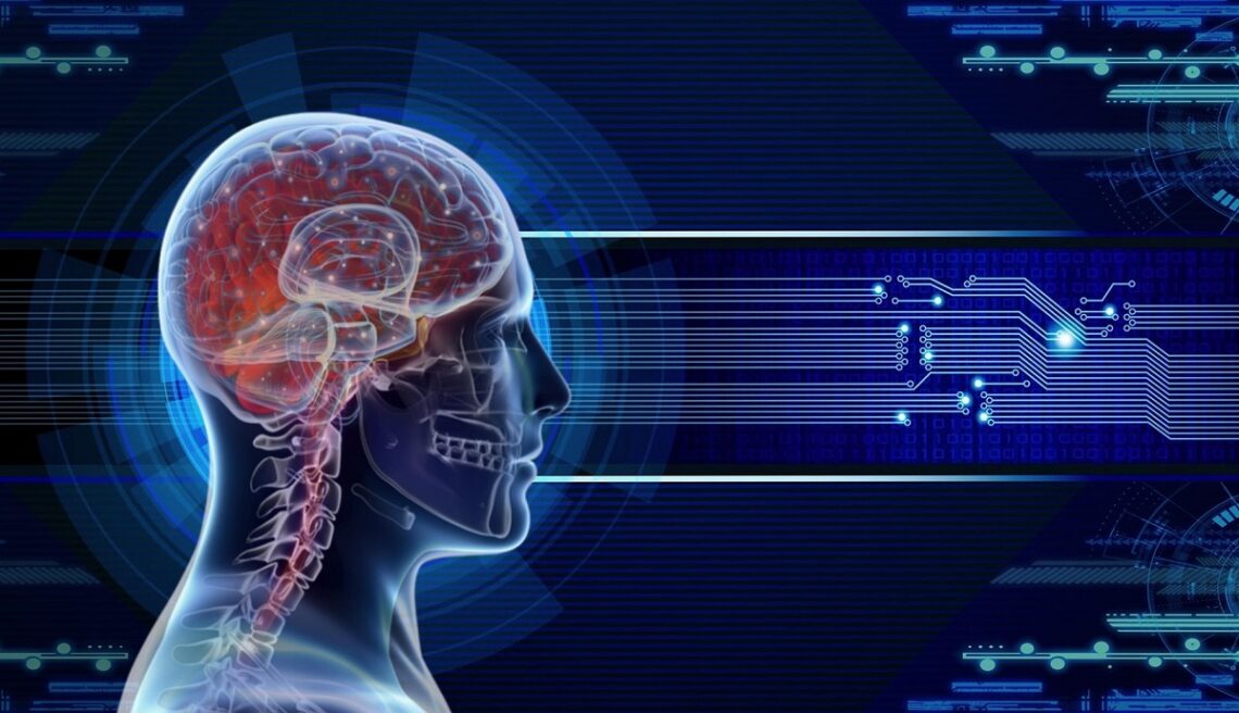 Come funziona il cervello umano?