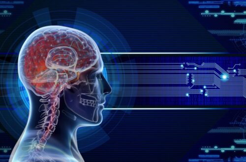 Come funziona il cervello umano?