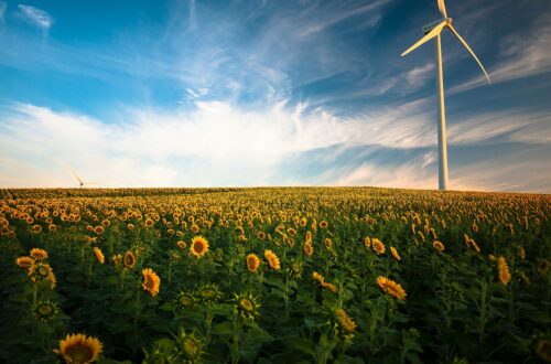 Progetti rigenerativi: Il Project Management al servizio della transizione ecologica
