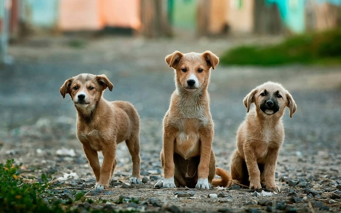 Riforma sul maltrattamento degli animali: aspetti positivi e criticità