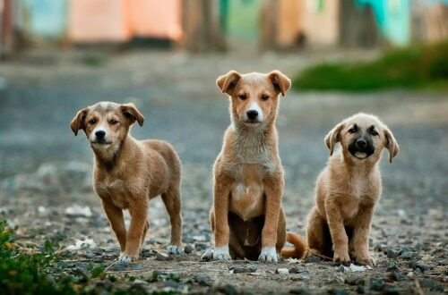 Riforma sul maltrattamento degli animali: aspetti positivi e criticità