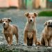 Riforma sul maltrattamento degli animali: aspetti positivi e criticità