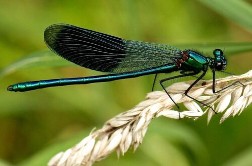 Caratteristiche e ruolo ecologico delle libellule