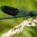 Caratteristiche e ruolo ecologico delle libellule