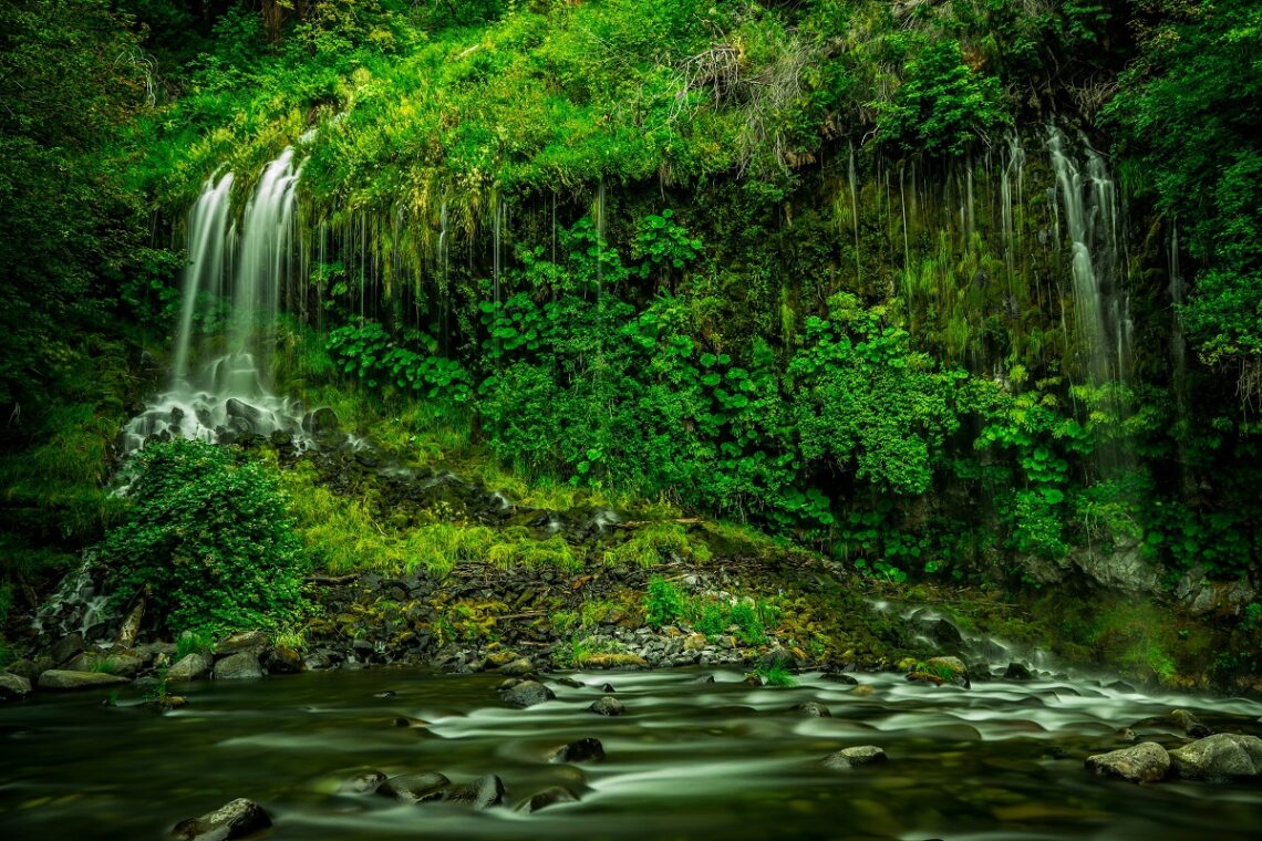 Giornata Mondiale della Foresta Pluviale