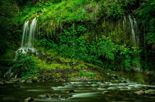 Giornata Mondiale della Foresta Pluviale