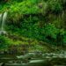 Giornata Mondiale della Foresta Pluviale