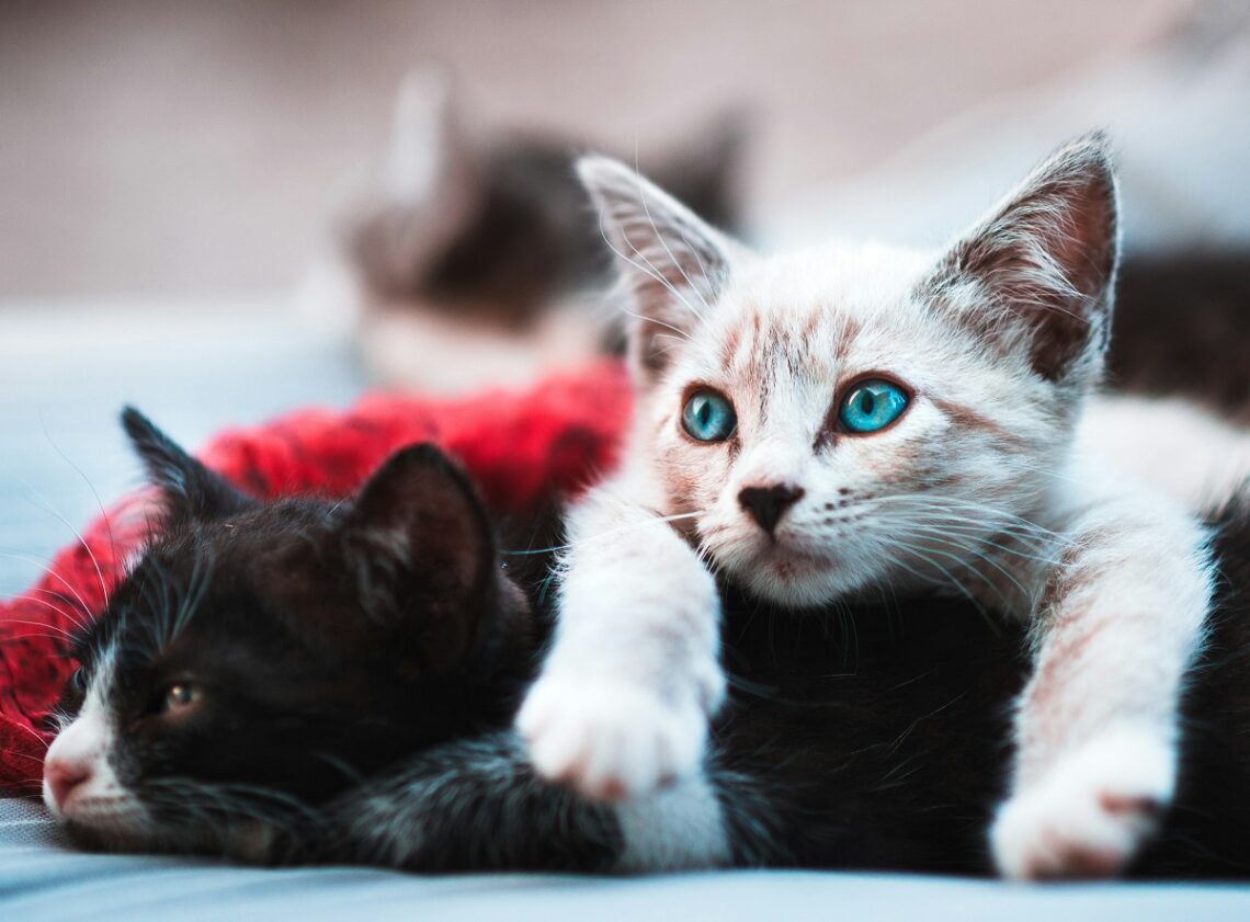 Perché il gatto fa le fusa anche quando non è felice?