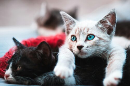Perché il gatto fa le fusa anche quando non è felice?