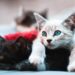 Perché il gatto fa le fusa anche quando non è felice?