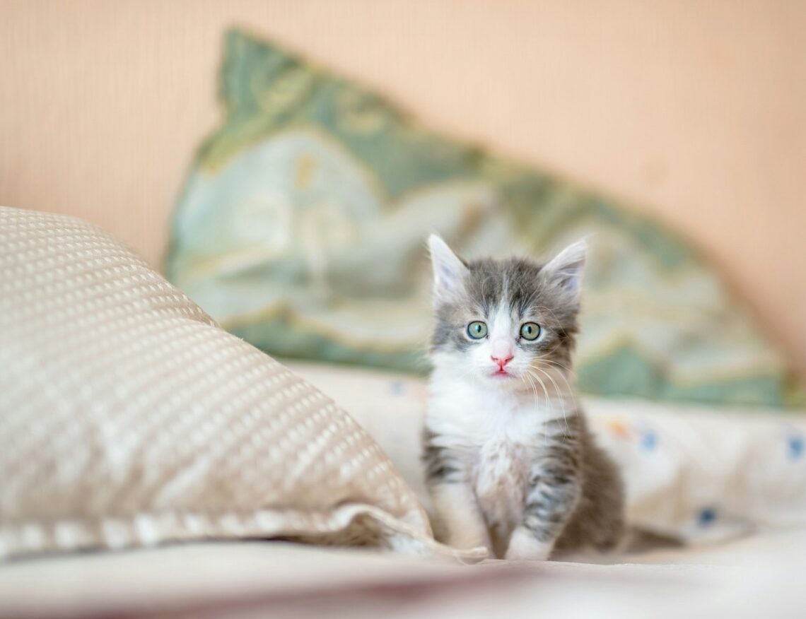 Come capire se il tuo gatto ti ama