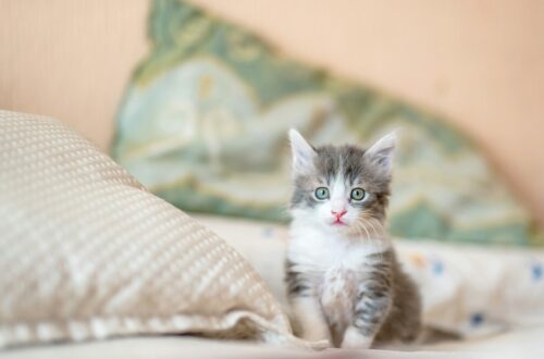Come capire se il tuo gatto ti ama