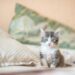 Come capire se il tuo gatto ti ama