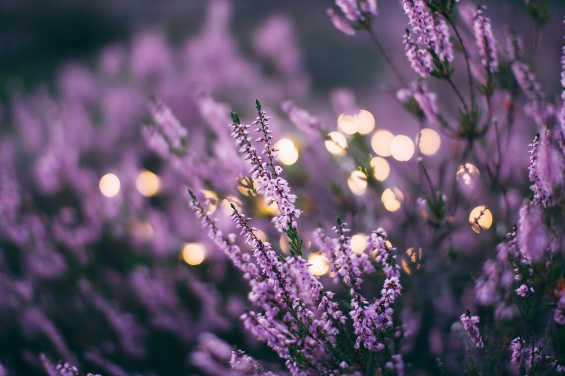 Benefici dell'olio essenziale di lavanda