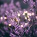 Benefici dell'olio essenziale di lavanda